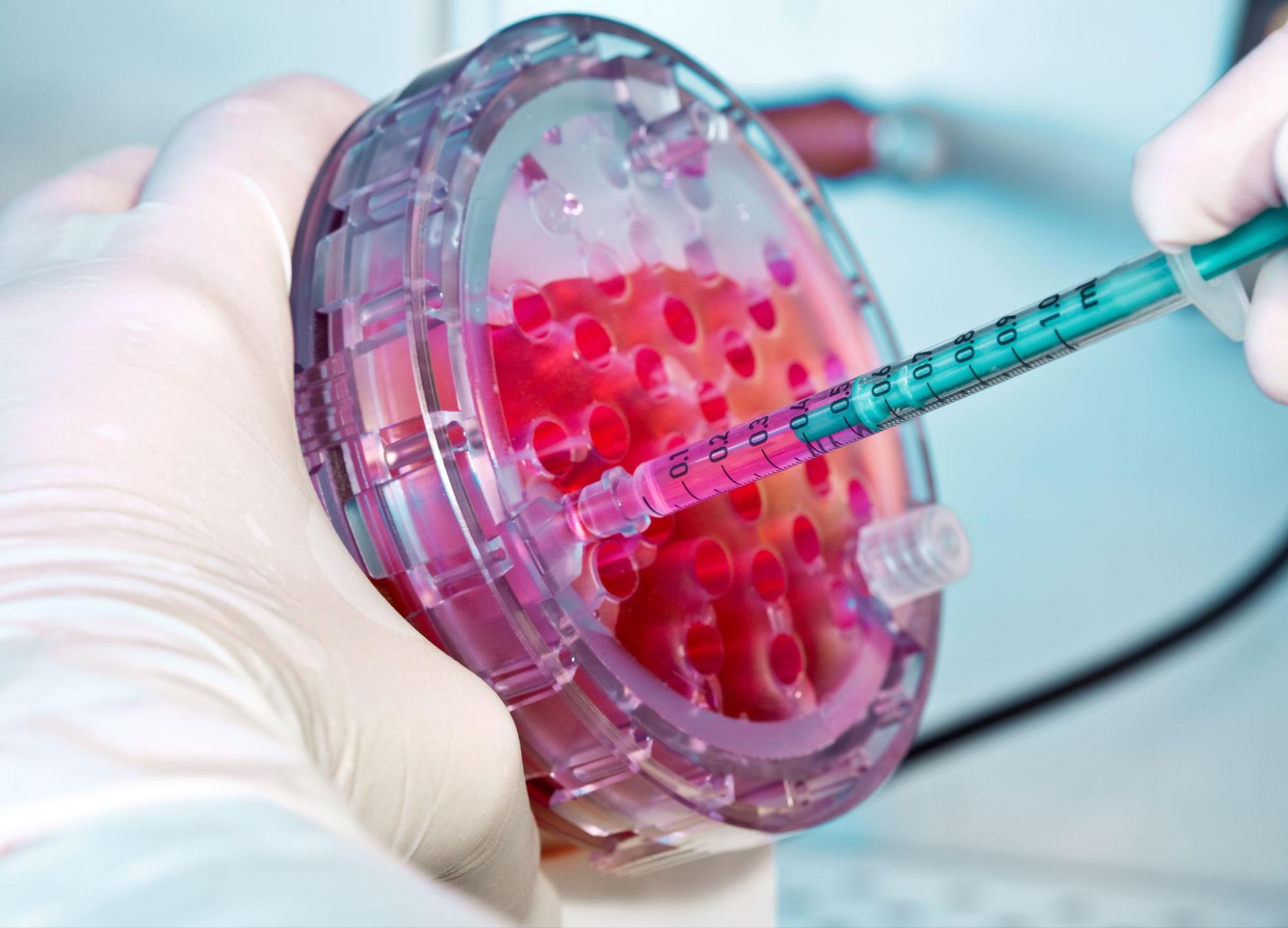 A close-up of a scientist working with cells in a laboratory petri dish.