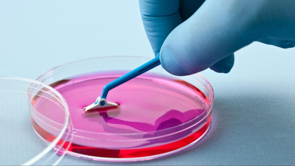 A concept for "What are stem cells?" A close-up of a blue latex gloved hand doing laboratory research on a cell culture.